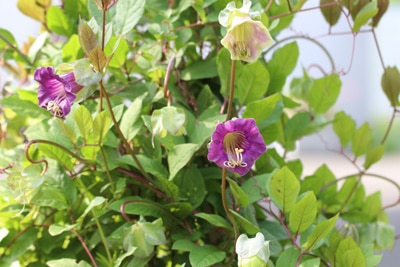 Glockenrebe - Cobaea scandens