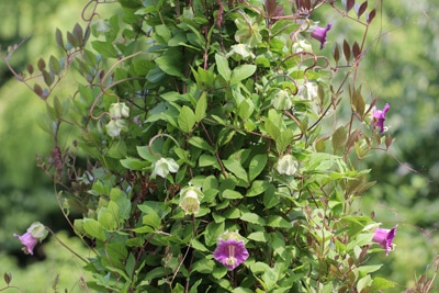 Glockenrebe - Cobaea scandens