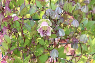 Glockenrebe - Cobaea scandens