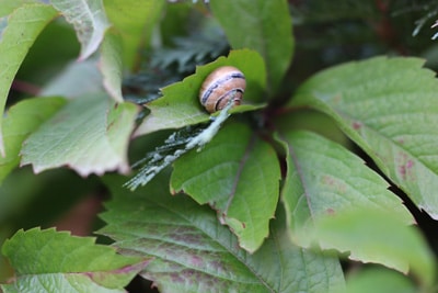 Schnecke an Wildem Wein