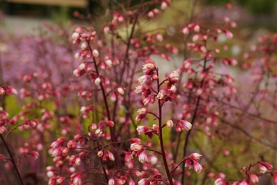 Purpurglöckchen - Heuchera