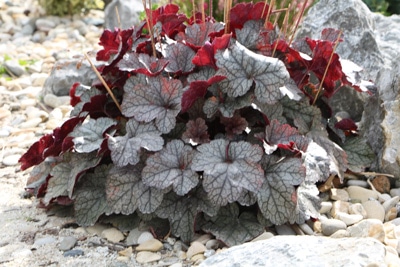 Purpurglöckchen - Heuchera