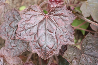 Purpurglöckchen - Heuchera