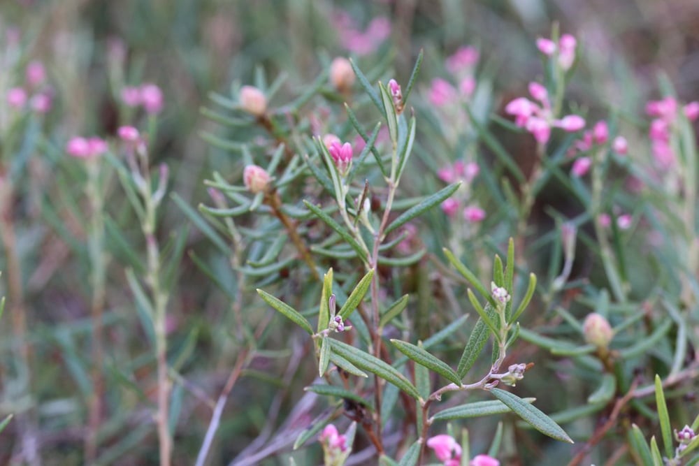 Rosmarinheide - Lavendelheide - Andromeda polifolia