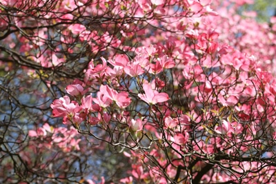 Amerikanischer Blumenhartriegel - Cornus florida 'Rubra'