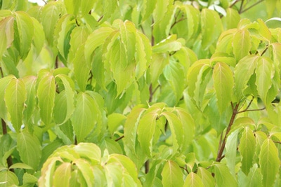 Japanischer Blumenhartriegel - Cornus kousa 