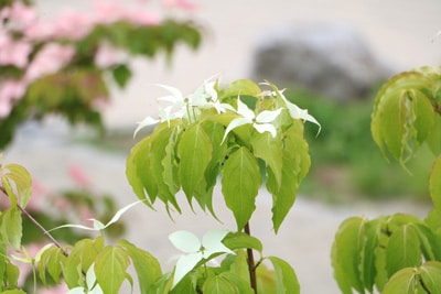 Blüte des Cornus kousa