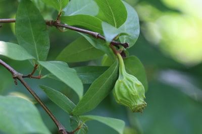 Echter Gewürzstrauch - Calycanthus floridus