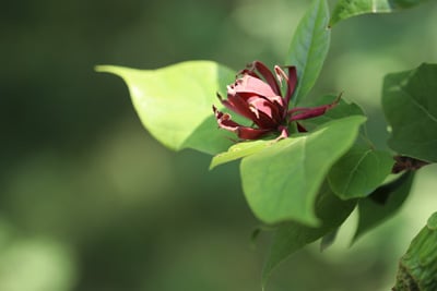 Echter Gewürzstrauch - Calycanthus floridus