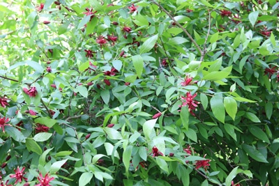 Echter Gewürzstrauch - Calycanthus floridus