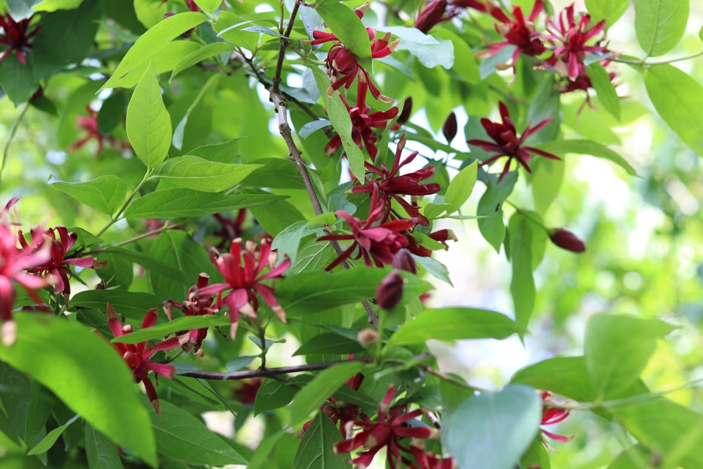 Echter Gewürzstrauch - Calycanthus floridus