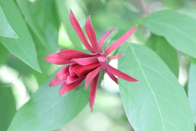 Echter Gewürzstrauch - Calycanthus floridus