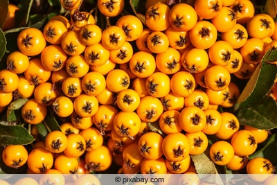 Feuerdorn mit orangen Früchten