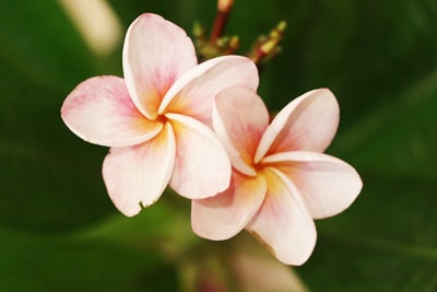 Fragipani - Plumeria