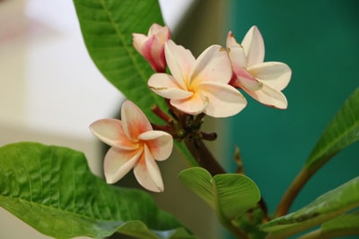 Fragipani - Plumeria