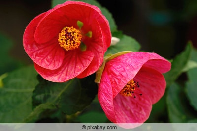 Schönmalve - Abutilon