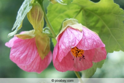 Schönmalve - Abutilon