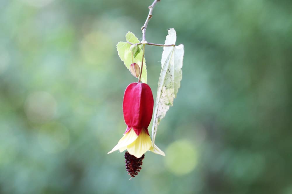 Schönmalve - Abutilon