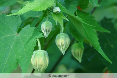 Schönmalve - Abutilon