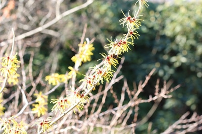 Zaubernuss - Hamamelis intermedia