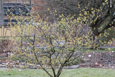 Zaubernuss - Hamamelis intermedia