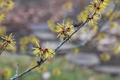 Zaubernuss - Hamamelis intermedia