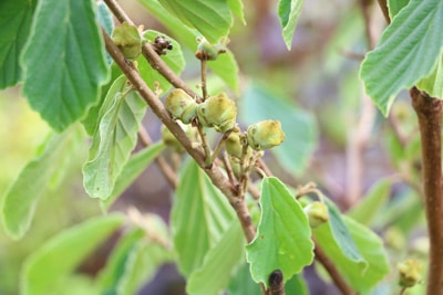 Zaubernuss - Hamamelis intermedia