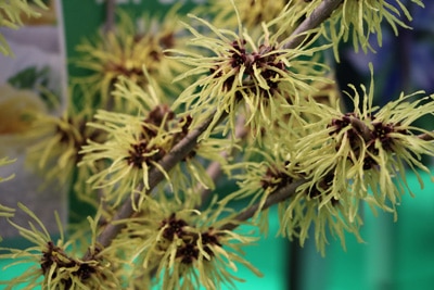 Zaubernuss - Hamamelis mollis 'pallida'