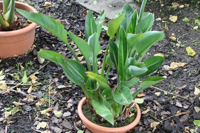 Paradiesvogelblume im Kübel