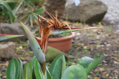 Welke Paradiesvogelblume