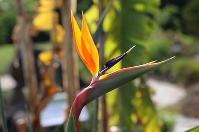 Paradiesvogelblume - Strelitzia reginae