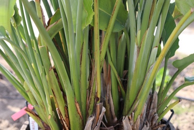 Paradiesvogelblume - Strelitzia reginae