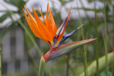 Paradiesvogelblume - Strelitzia reginae