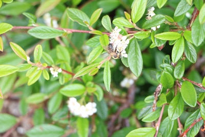 Teppichmispel - Cotoneaster