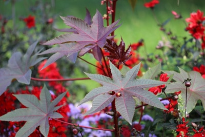 Wunderbaum - Ricinus communis