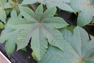 Wunderbaum - Ricinus communis