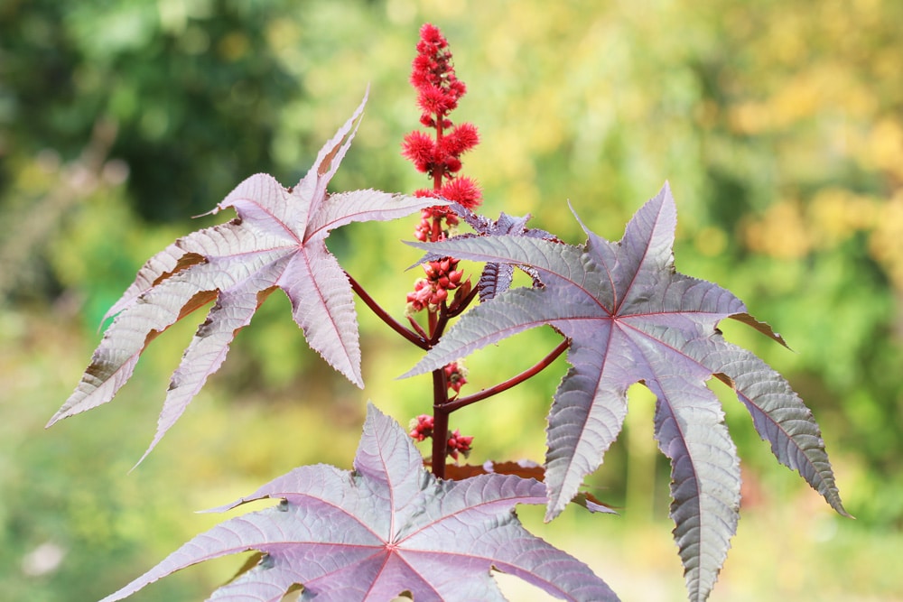 Wunderbaum - Ricinus communis