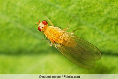 Fruchtfliege - Taufliege - Drosophila melanogaster