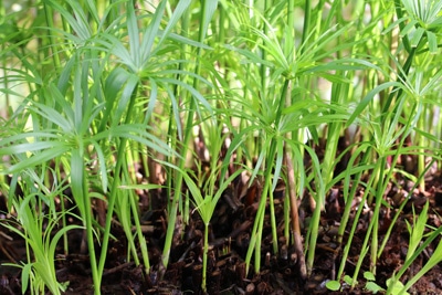 Wechselblättriges Zyperngras - Cyperus alternifolius 