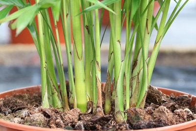 Bergpalme im Topf