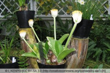 Elefantenohr, Haemanthus albiflos PflegeAnleitung Gartenrat.de