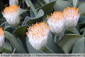 Elefantenohr, Haemanthus albiflos PflegeAnleitung Gartenrat.de