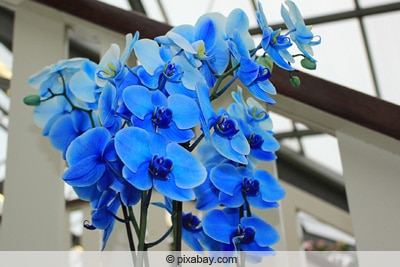 Blaue Orchideen