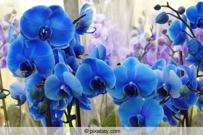 Blaue Orchideen