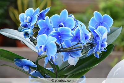 Blaue Orchideen im Topf