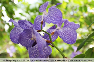 Orchidee 'Vanda coerulea'