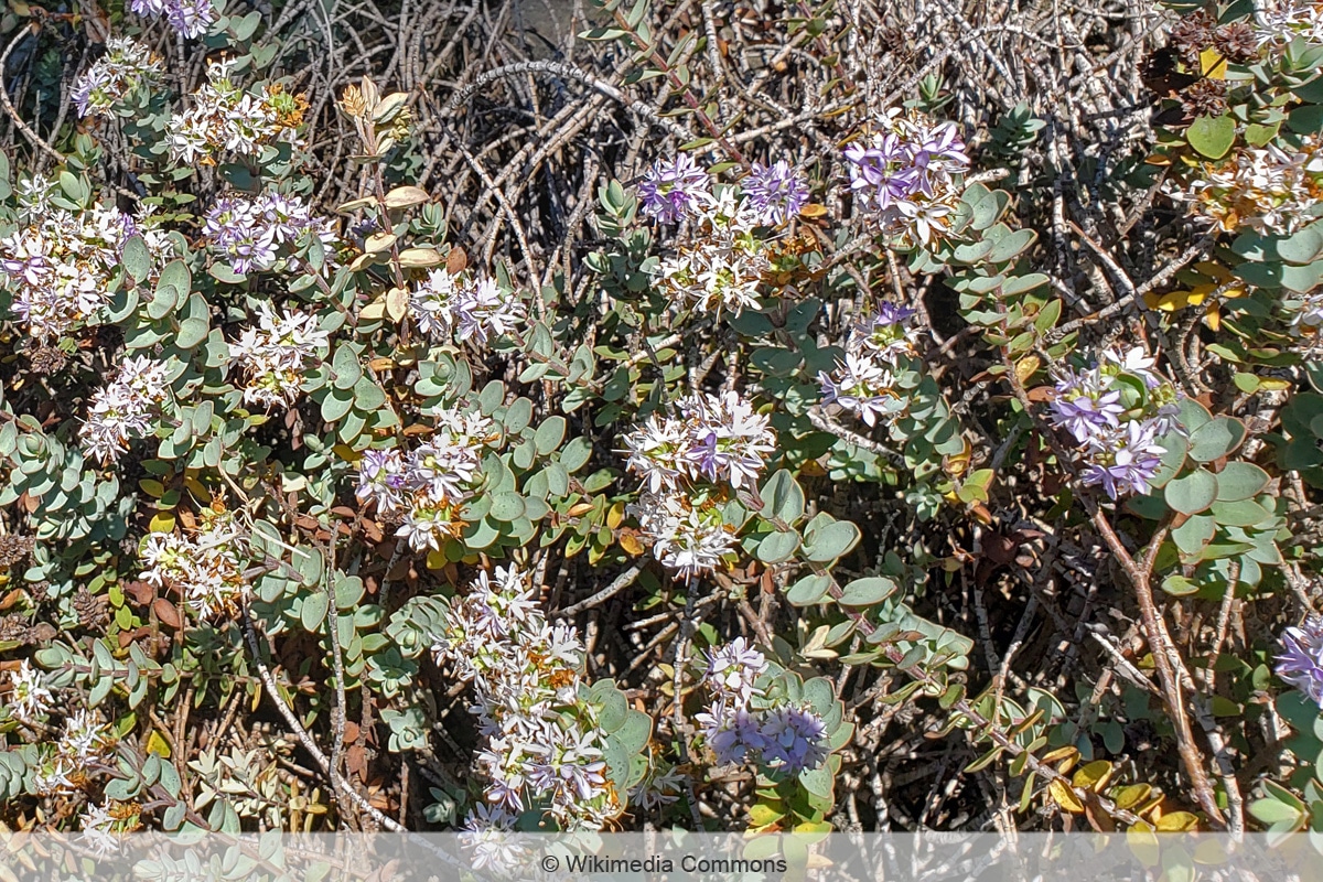 Strauchveronika - Hebe pimeleoides 'Quicksilver'