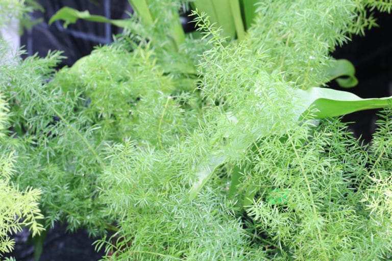 Zierspargel, Asparagus Sorten, Pflege und Vermehren Gartenrat.de