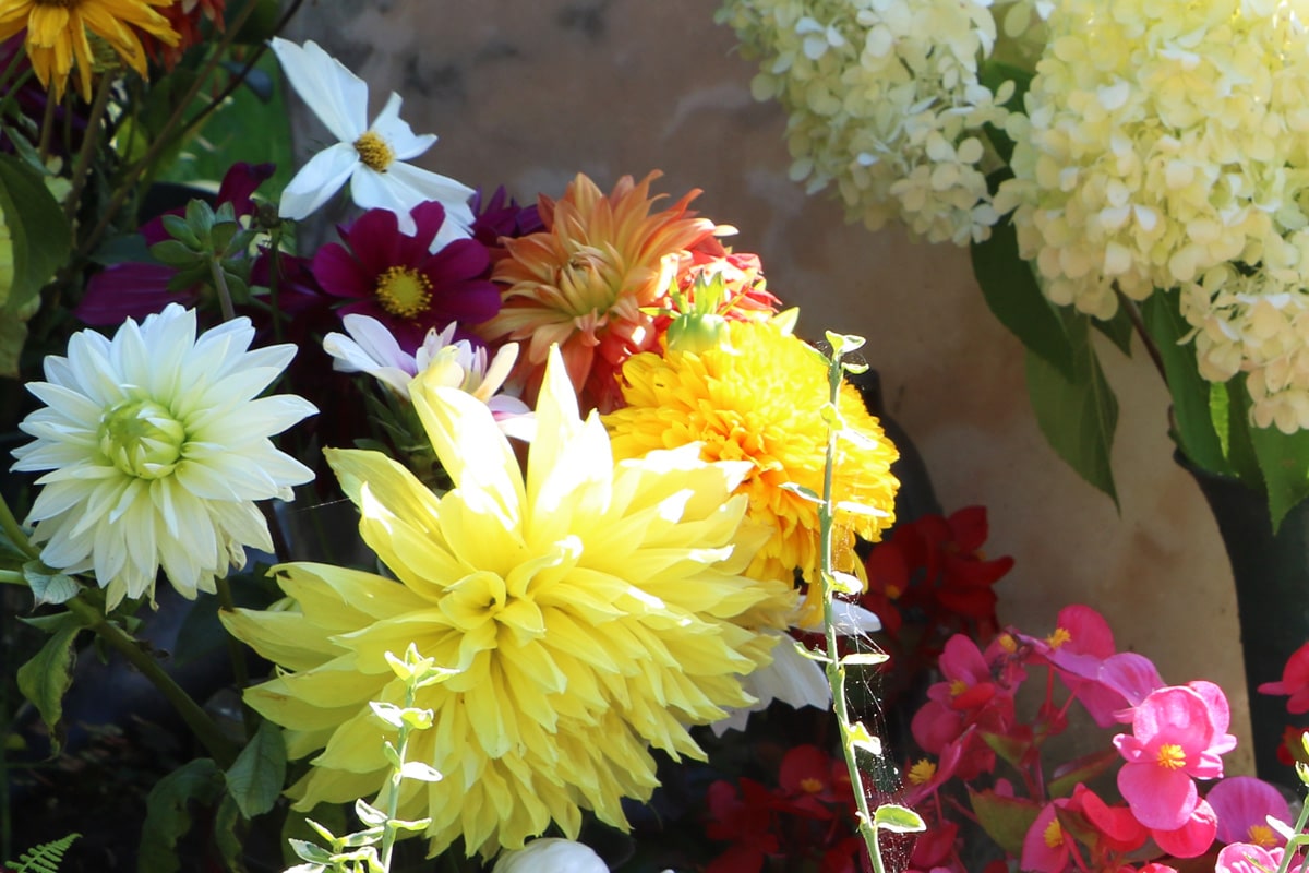 Grabbepflanzung im Winter - Chrysantheme