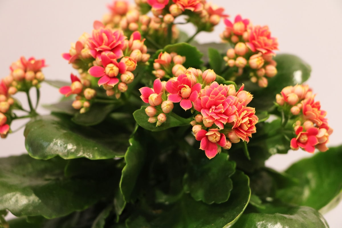 Flammendes Käthchen - Kalanchoe